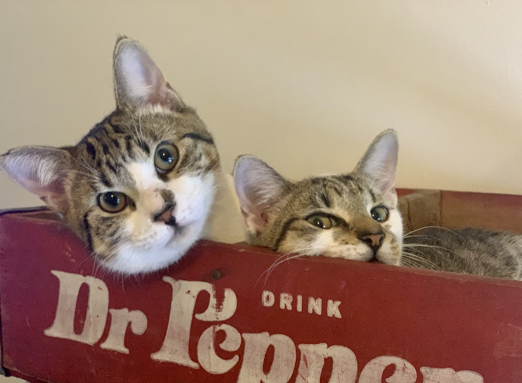 Vinny and Lula in Dr Pepper Box